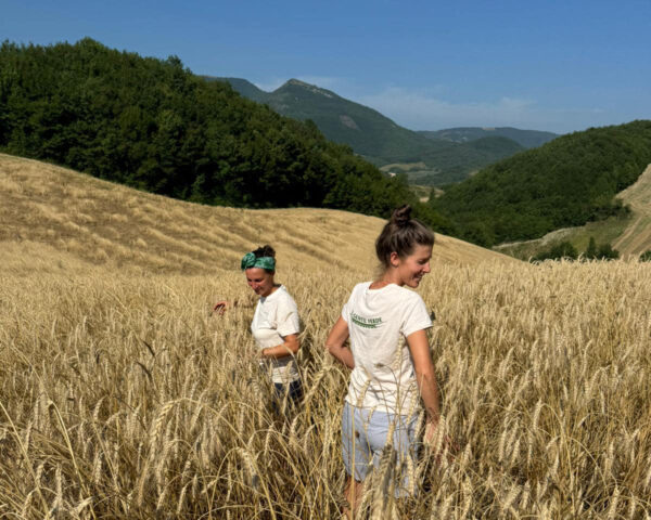 PANE integrale di grano tenero - Image 2