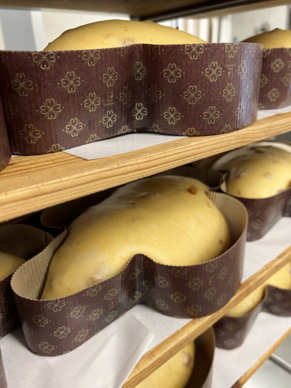 COLOMBA tradizionale - immagine 3